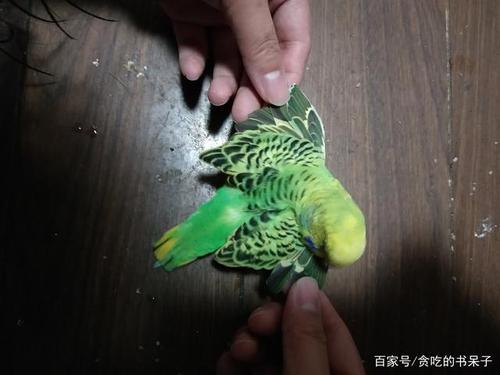 不是手养的成年鹦鹉可以训练吗