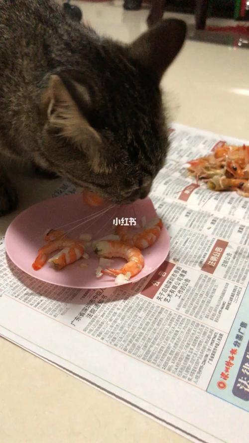 三个月小猫咪可以吃虾吗