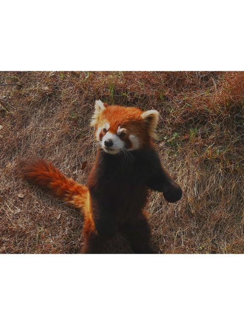 v80小熊猫怎么样