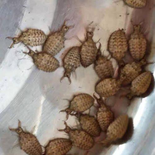 1斤金沙牛要多少只