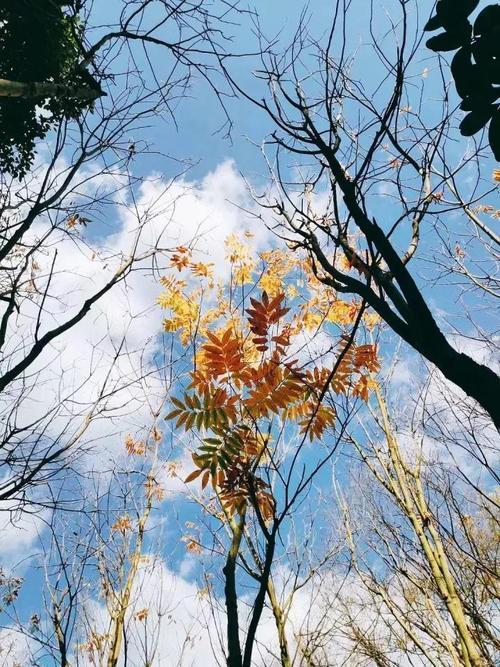 命运多舛是什么意思