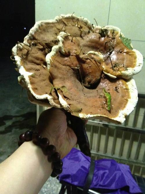 灵芝有几种品种