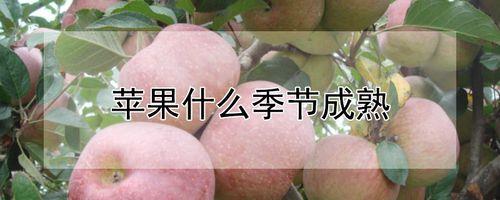 苹果成熟季节是什么时候