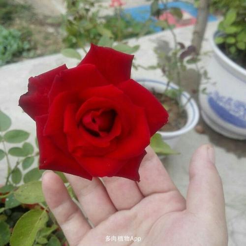月季缀化是什么意思