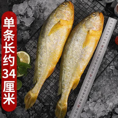 黄花鱼是海鱼吗