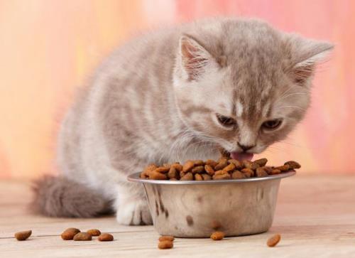 猫不吃东西怎么办