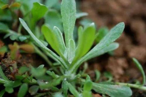 清明菜开花了能不能吃