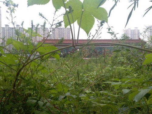 谛音寺的介绍