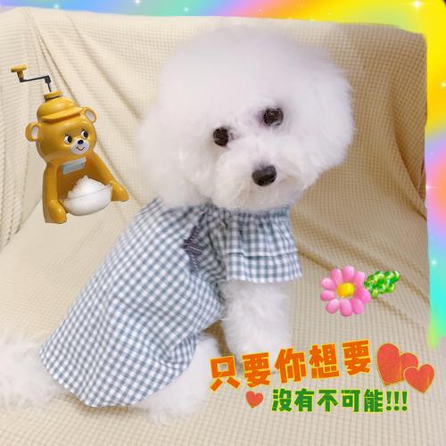 比熊穿衣服为什么就不动了