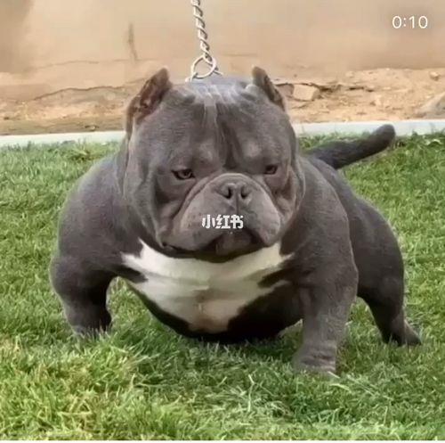 恶霸怎么养出肌肉感