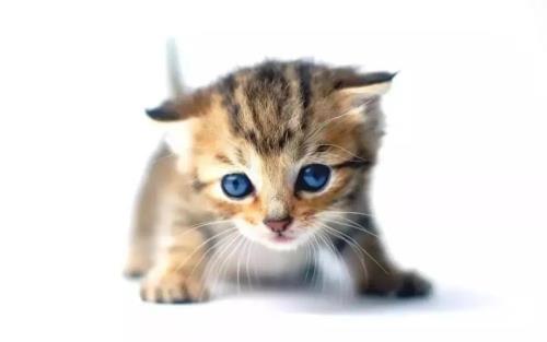 猫6岁相当于人的几岁