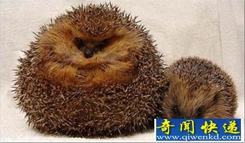刺猬能吃咸的吗
