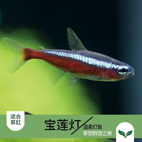 宝莲灯和什么鱼混养才能群游