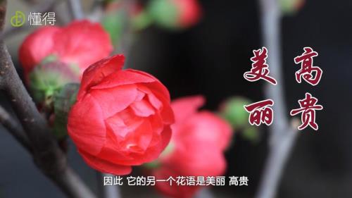 海棠的花语是什么