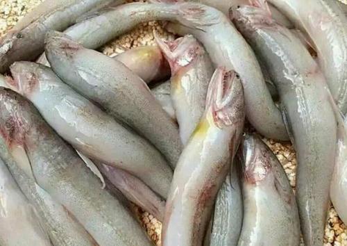 鼻涕鱼 吃什么
