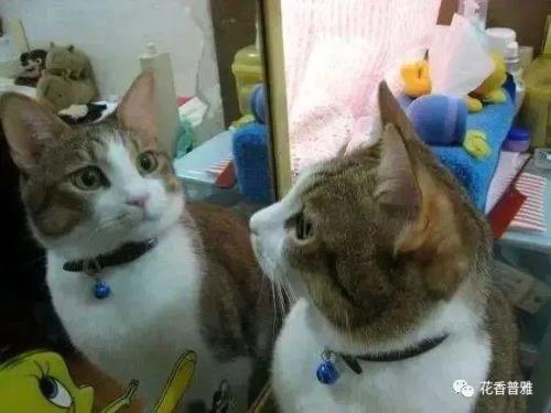 猫咪通人性的表现