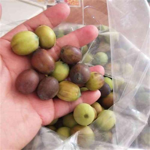 麻莲还叫啥