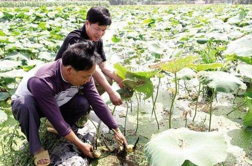 种藕最佳时间和方法