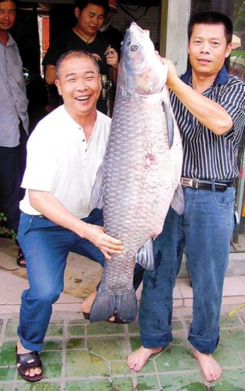 多少斤的青鱼最好