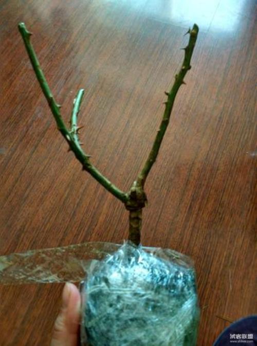 月季干枝怎样才算养死