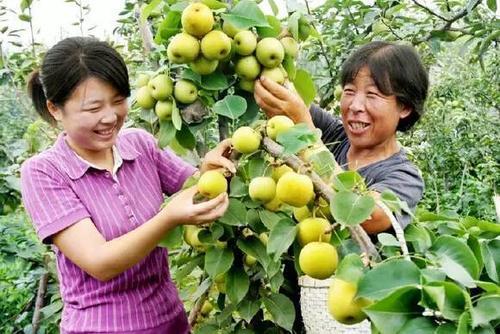 枣树涝害表现