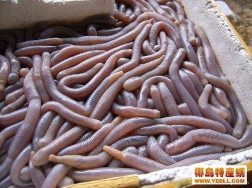 蚯蚓怎么做酱油