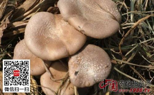 食用菌读音