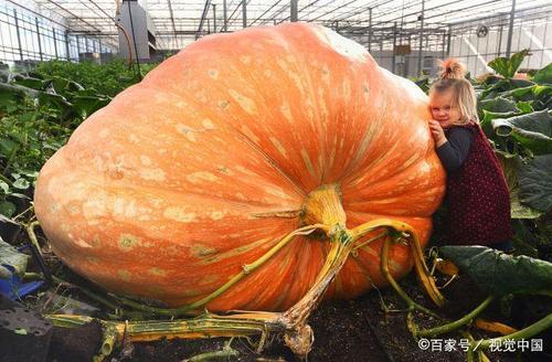 南瓜肚脐眼大的是公瓜吗