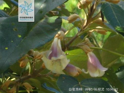 白花泡桐怎么吃