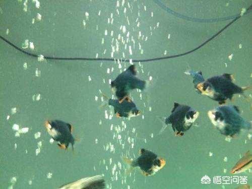 虎皮鱼瘦了怎么回事