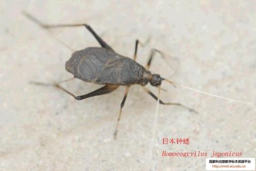 夏天马蛉怎么养