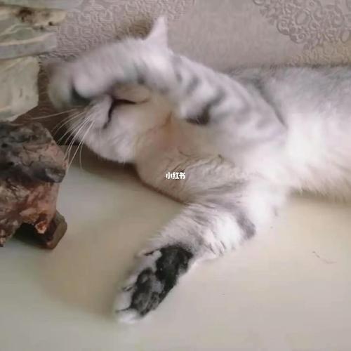 女生发个猫看着我什么意思