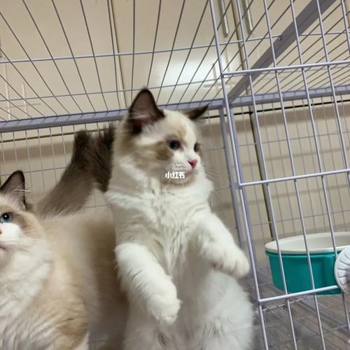 怎么捏布偶猫