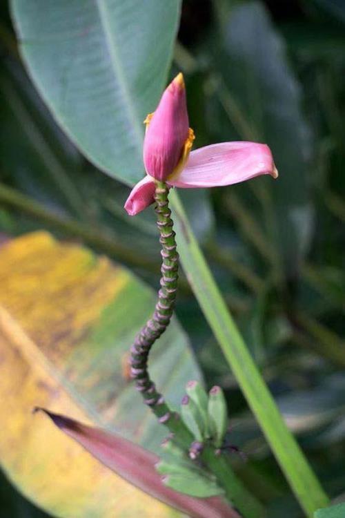 芭蕉花吃哪些