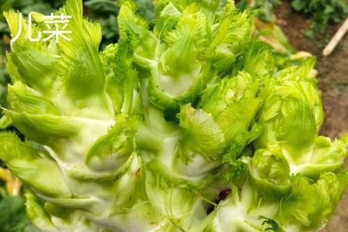 像榨菜一样的菜是什么