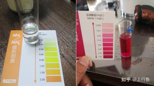 氨氮高低有什么影响