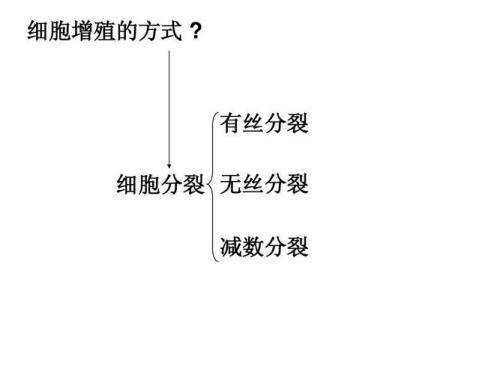 细胞增殖的过程是哪两个