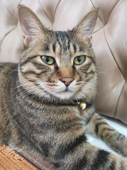 狸花猫千万不能养为什么