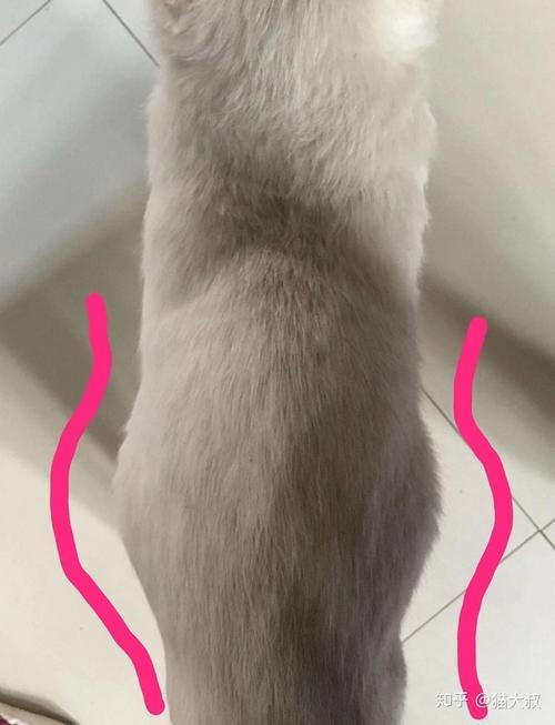 猫咪生完孩子肚子还是鼓鼓的
