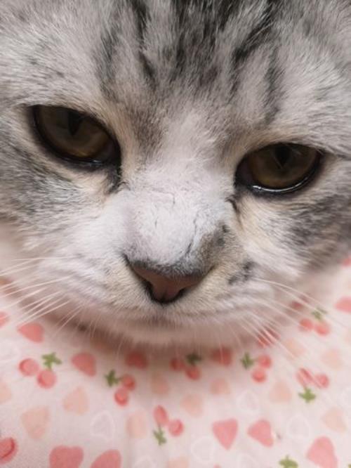 猫猫泪痕怎么去除