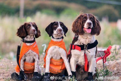 搜救犬以什么品种的狗最好