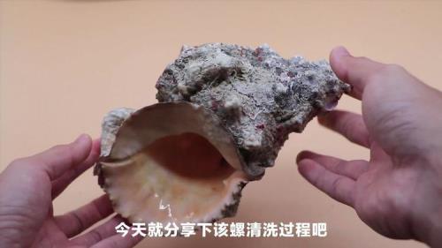 海螺怎样清洗