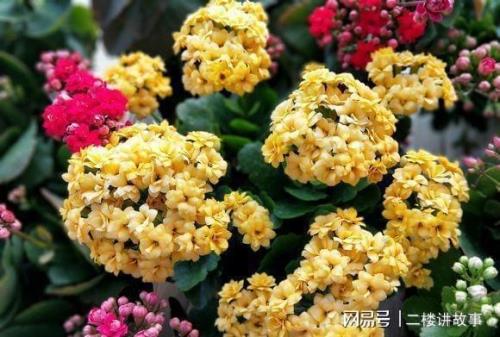 长寿花最怕什么营养液