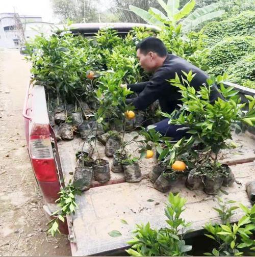 挂果沃柑冬季如何修剪