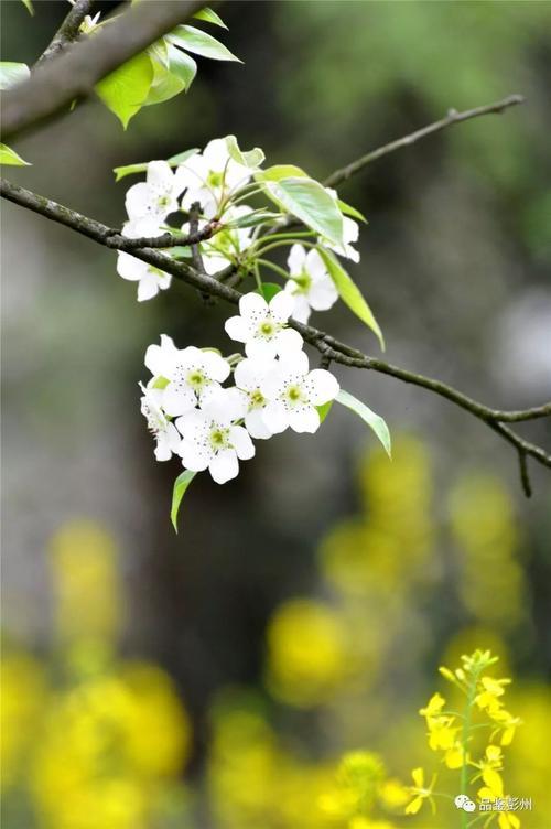 春水映梨花的出处和含义是什么