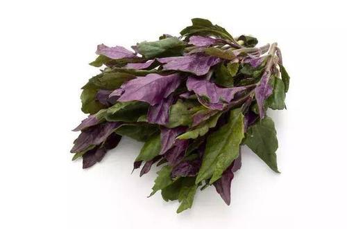 什么是灰皮菜