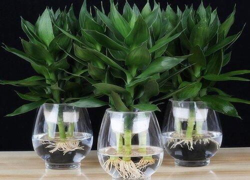 花叶唐竹怎样能养好
