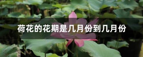 张荷素花期是几月份