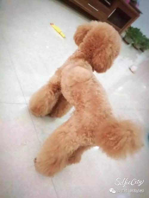 关于泰迪的文案