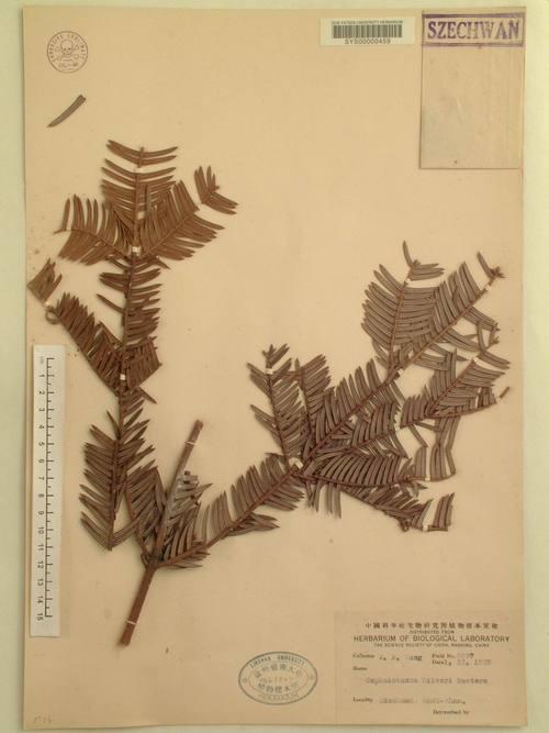 三尖杉耐寒多少度